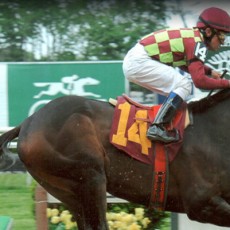 Terminus Runs 1st Place @ Belmont Park On 5/25/2013