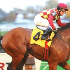 Abra Runs 1st Place @ Aqueduct On 11/10/13