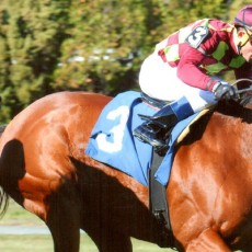 Ave’s Halo Runs 1st Place @ Belmont On 10/26/13