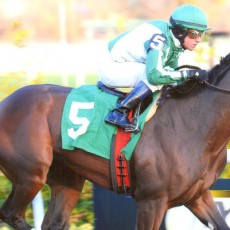 Mark My Way Runs 1st Place @ Aqueduct On 11/10/13