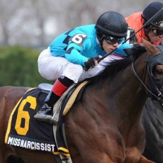Miss Narcissist Runs 1st Place @ Aqueduct On 11/23/13