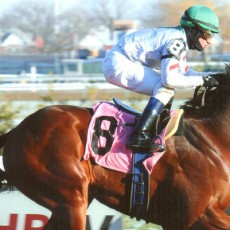 Shore Runner Runs 1st Place @ Aqueduct On 12/13/13