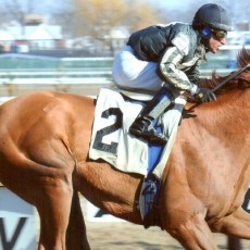 Quick Money runs 1st Place @ Aqueduct On 3/8/14