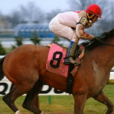 Mischievously runs 1st Place @ Aqueduct On 12/03/14
