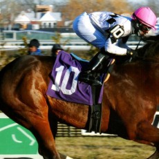 Celebrated Talent runs 1st Place @ Aqueduct On 1/17/15