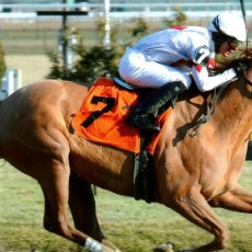 Flirtatious Spring runs 1st Place @ Aqueduct On 1/02/15