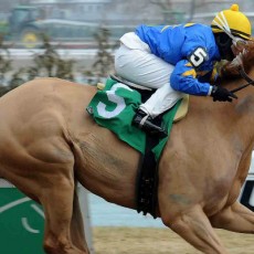 Bella The Bandit runs 1st Place @ Aqueduct On 3/26/2015