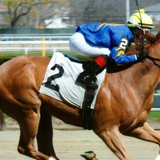 Bella The Bandit runs 1st Place @ Aqueduct On 4/16/2015
