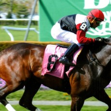 Daisy Cutter runs 1st Place @ Belmont On 5/1/2015