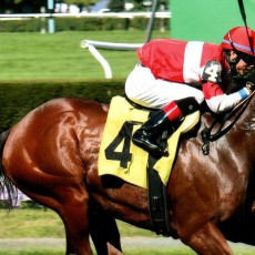 Splendid Gold runs 1st Place @ Belmont On 10/7/2015