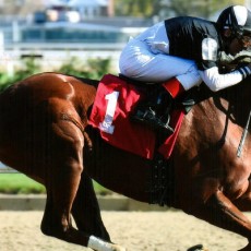 Egyptian Magic runs 1st Place @ Aqueduct On 11/13/2015