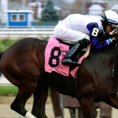 Seymourdini runs 1st Place @ Aqueduct On 11/22/2015