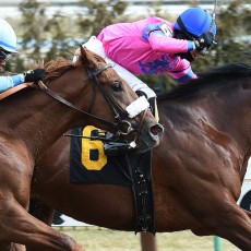 Joy Drive Wins @ Aqueduct On March 5th, 2016