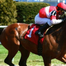 Zippity Zoom Wins @ AQU On March 26th, 2016