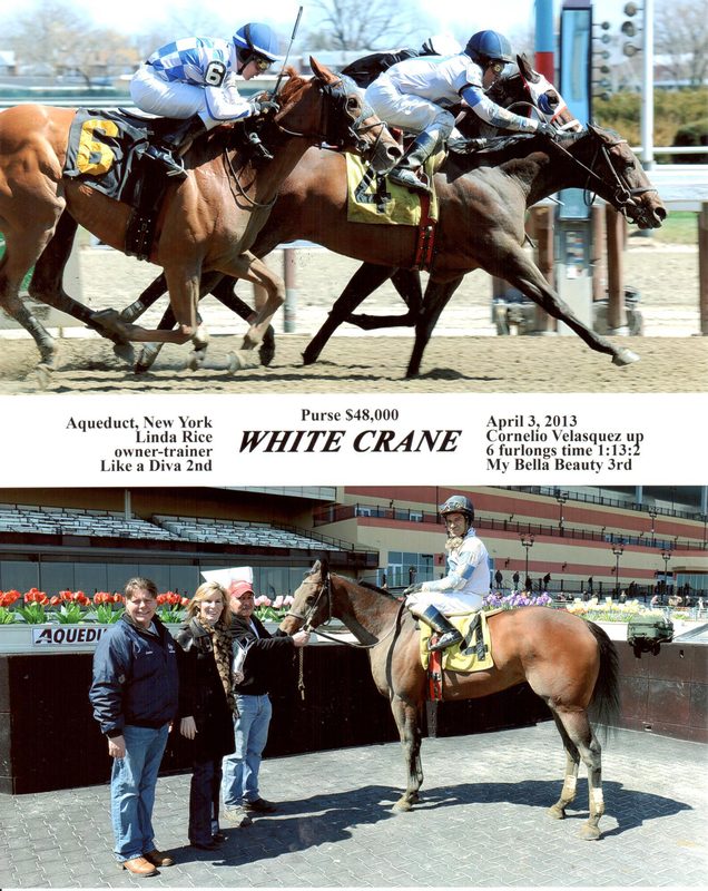 White Crane — 4/3/13