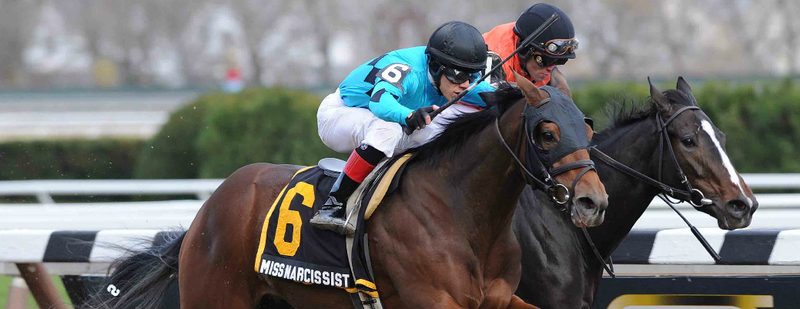 Miss Narcissist Wins at Aqueduct on November 23, 2013