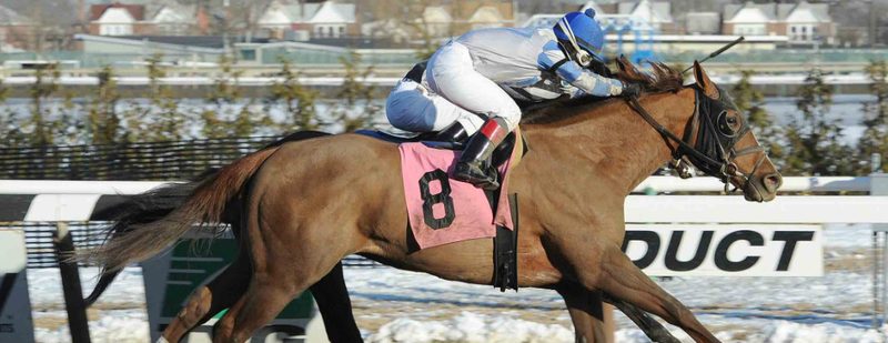Mighty Zealous Wins at Aqueduct on February 27, 2015