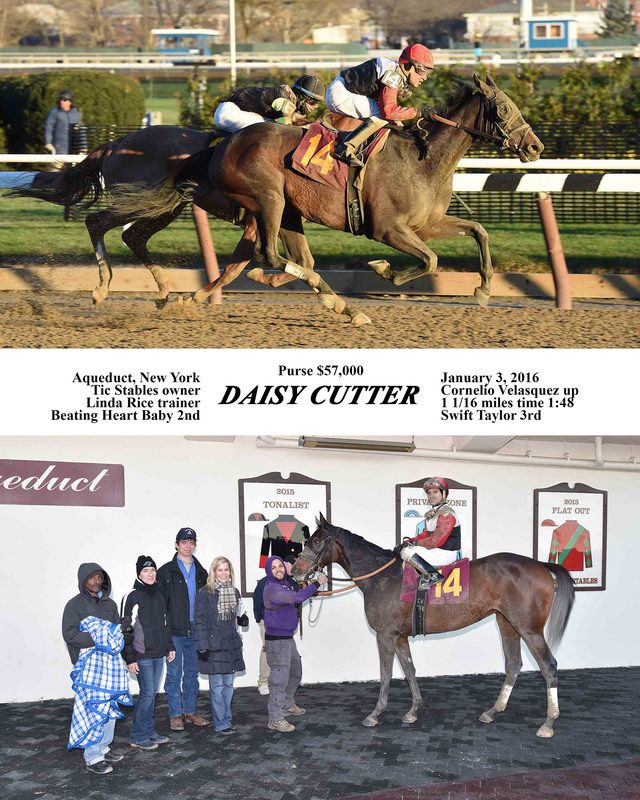 Daisy Cutter — 1/3/16