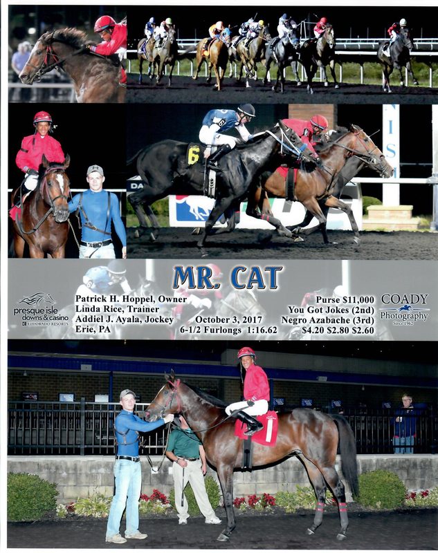 Mr Cat — 10/3/17