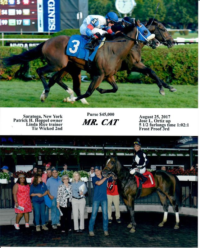 Mr Cat — 8/25/17