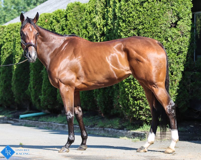 Gracie's Delight, conformation