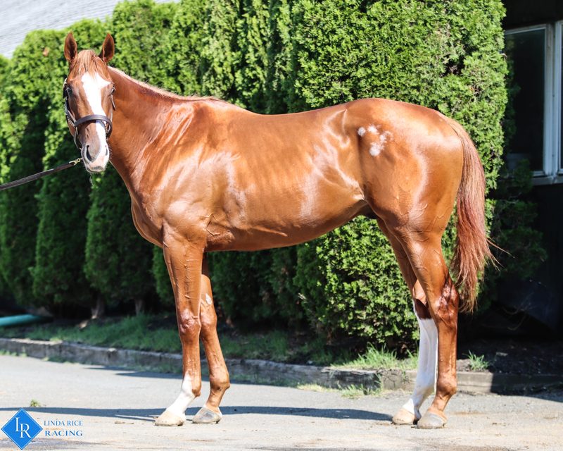 Stormy Curlin, conformation