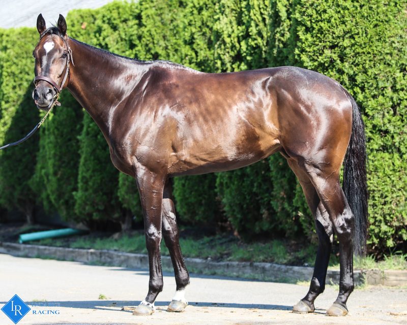 Trail Blaze, conformation