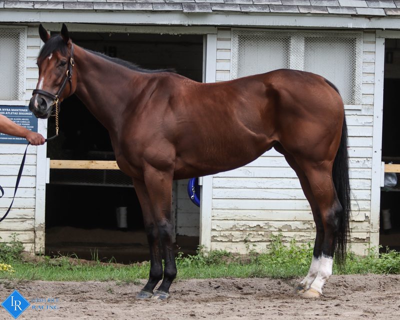 Gracie's Delight, conformation