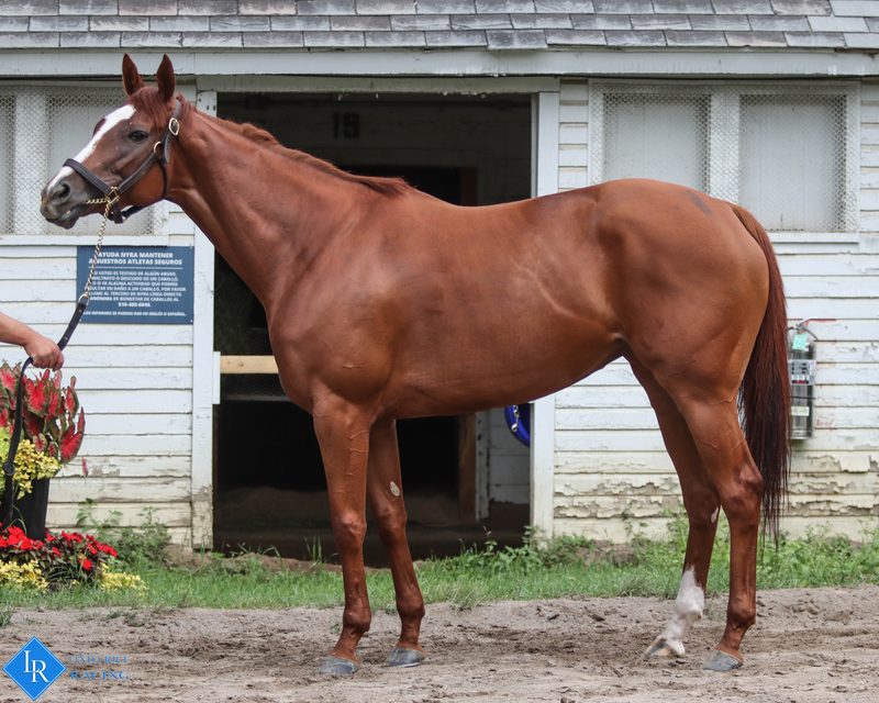 Roman Grace, conformation