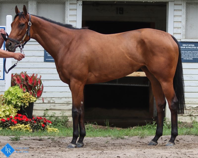 Rose to Riches, conformation