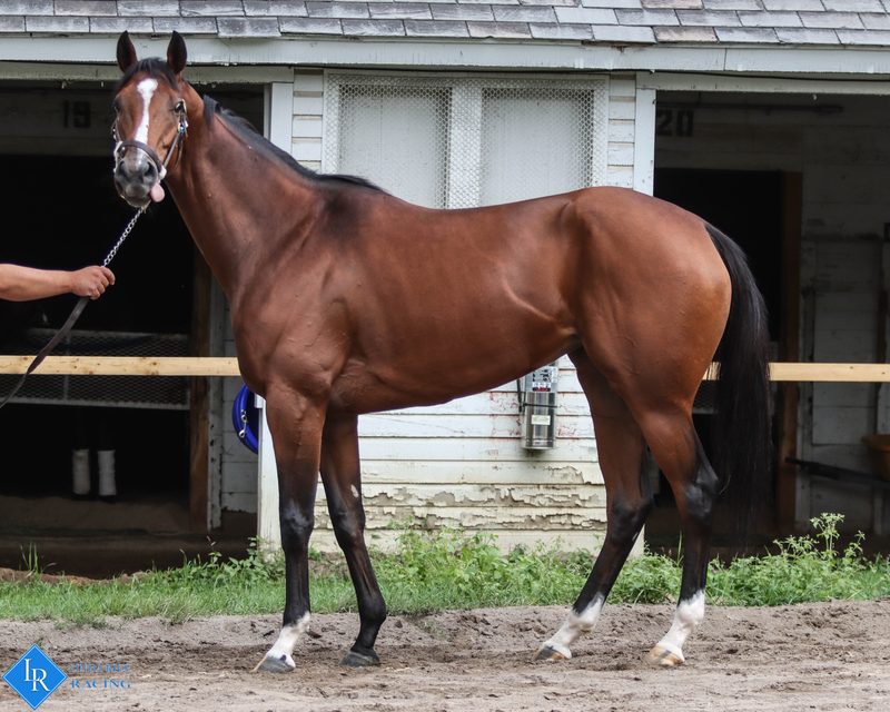 The Big Calhouna, conformation