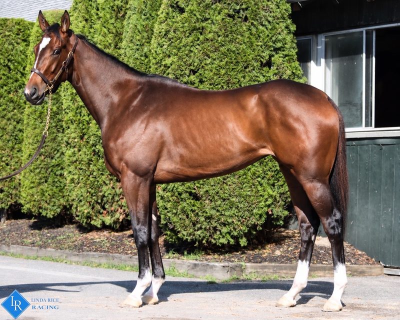 D'oro's Girl, conformation