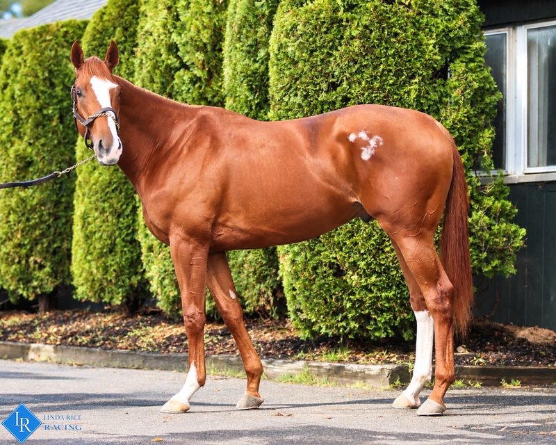 Stormy Curlin, conformation