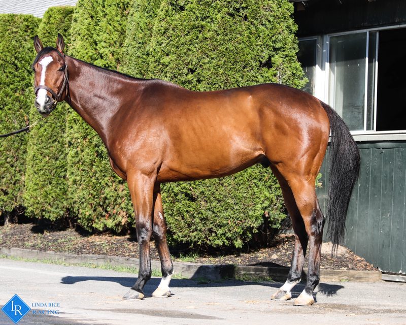 Tiger Rocket, conformation
