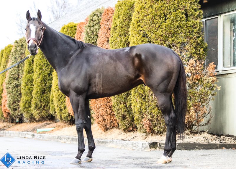 Drink The Wind, 2019 bay gelding