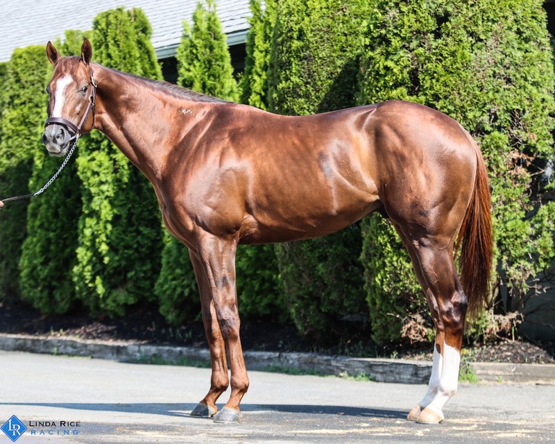 Lord Captain, 2019 chestnut horse