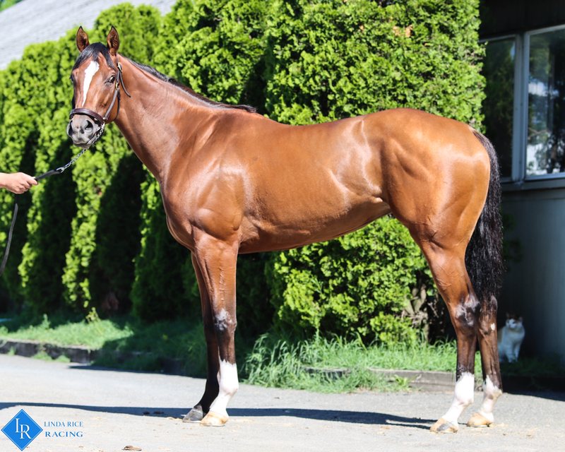 She's Always Rosie, 2021 bay filly